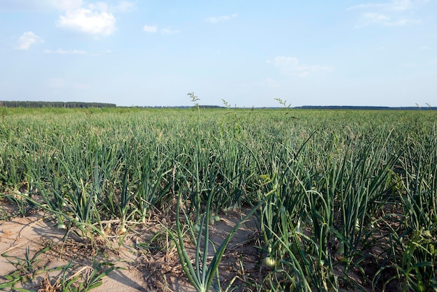 Veld met groene uien