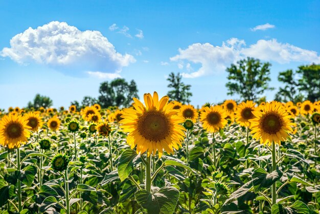 Veld met heldere zonnebloemen en blauwe bewolkte lucht