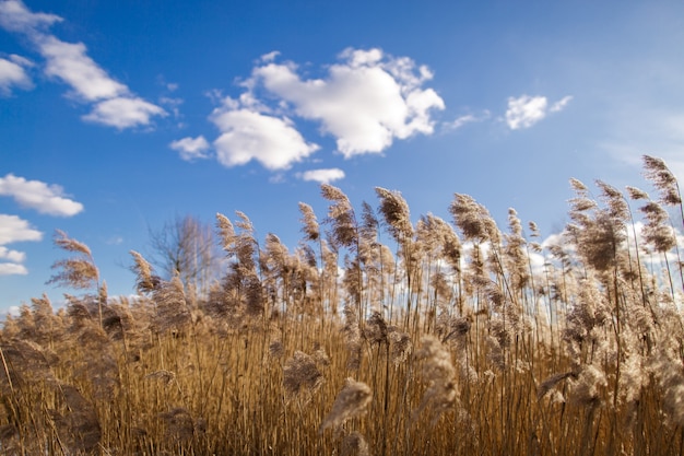 Veld met hoog droog gras