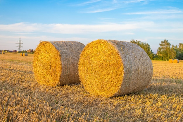 Veld met hooibergen na de oogst in het dorp bij zonsondergang BerezaBrestskaya districtWit-Rusland