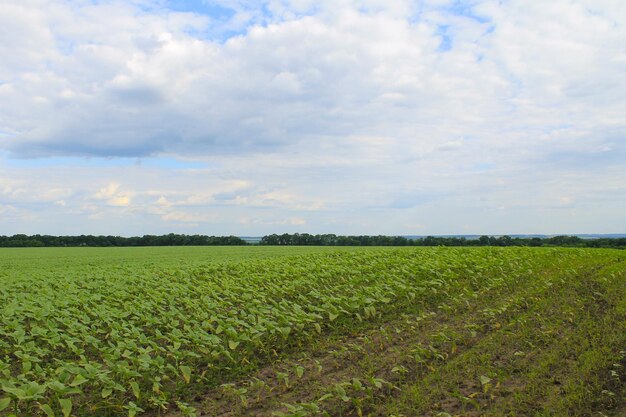 Veld met jonge zonnebloemplanten