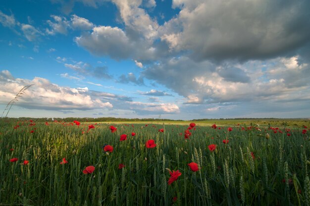 Veld met klaprozen en groene roggeaartjes en pittoreske blauwe lucht