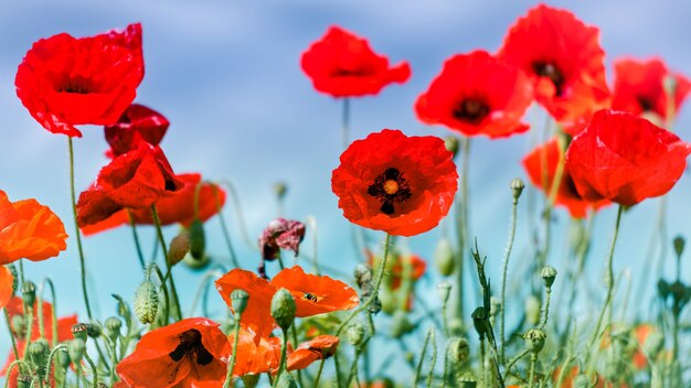 Veld met klaprozen in Sussex