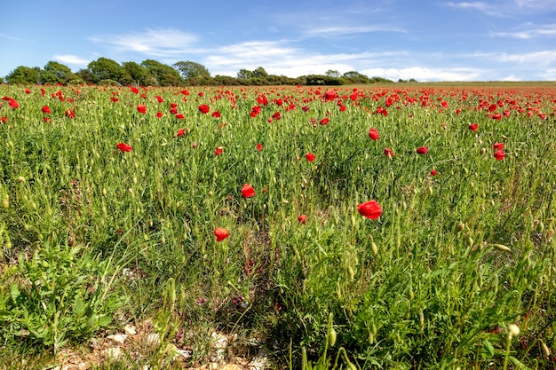 Veld met klaprozen in Sussex