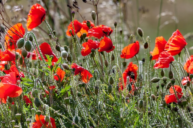 Veld met klaprozen in sussex