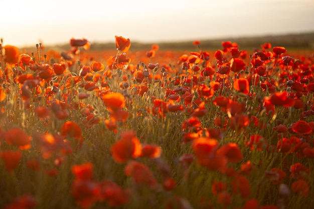 Veld met klaprozen op een zomerse zonsondergang. zachte focus