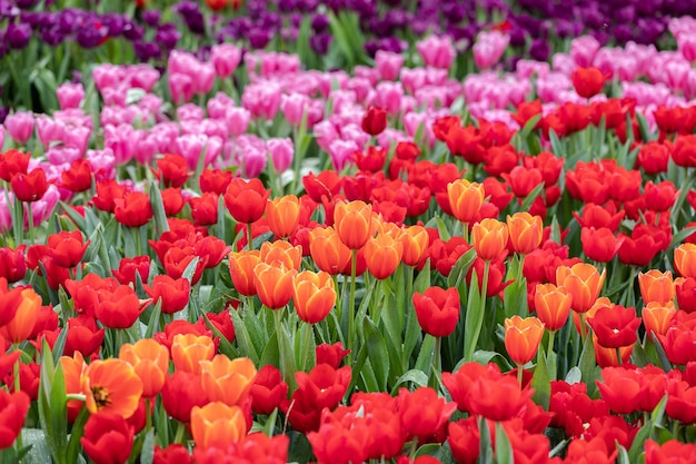 Veld met kleurrijke tulpen in bloei