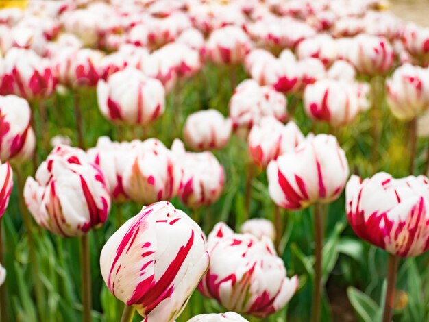 Foto veld met kleurrijke tulpenbloemen