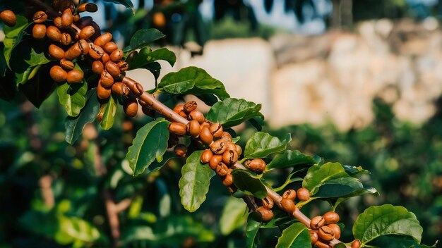 Veld met koffiebonen op de takken van de bomen onder zonlicht met een wazige muur in Guatemala