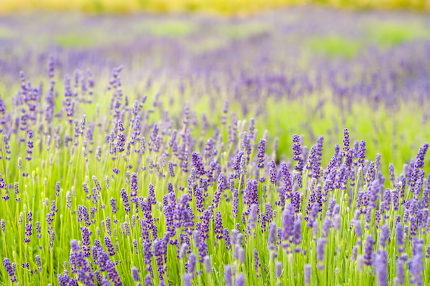 Veld met lavendelbloemen