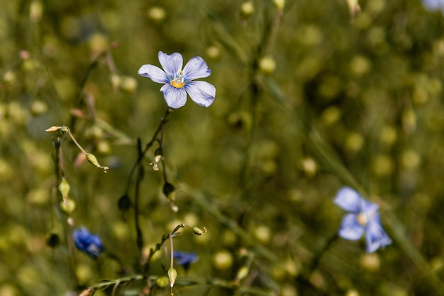 Veld met lila veldbloemen