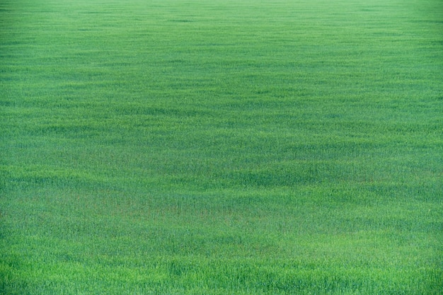 Veld met onrijpe groene oren tarwe