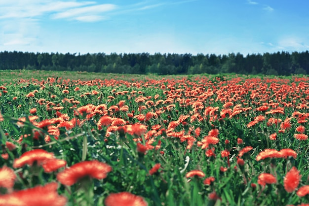 Veld met paardebloemen. De eerste lentebloemen.