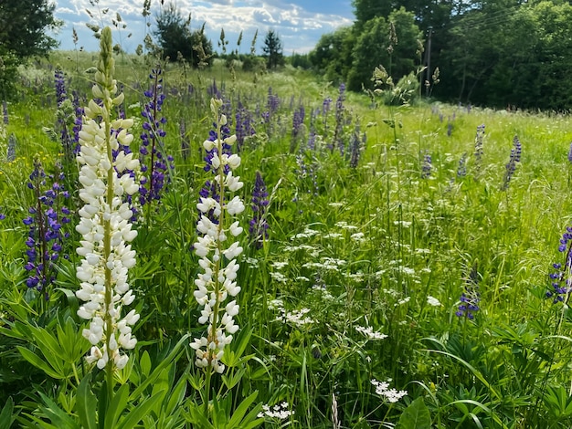 Foto veld met paarse en lupinebloemen