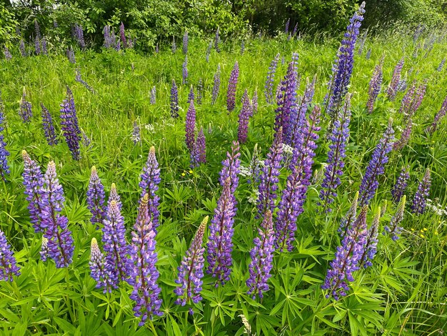 Veld met paarse lupinebloemen