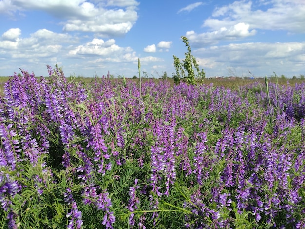 veld met prachtige bloemen Foto van hoge kwaliteit