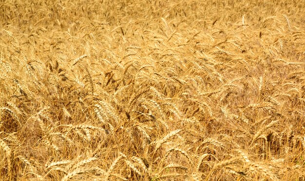 Veld met rijpe gele tarwe