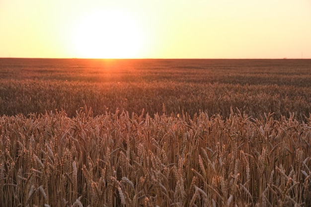 Veld met rijpe tarwe achtergrond fel oranje zonsondergang