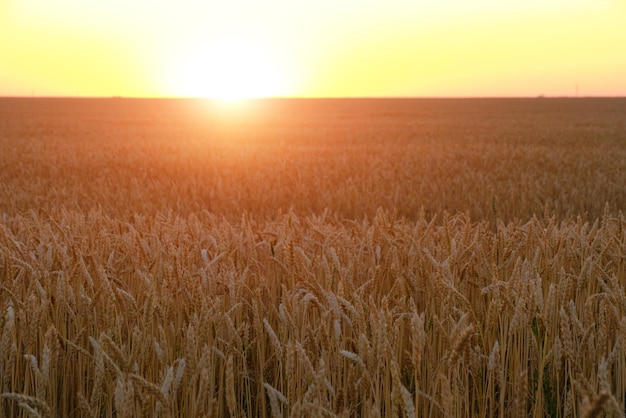 Veld met rijpe tarwe achtergrond fel oranje zonsondergang