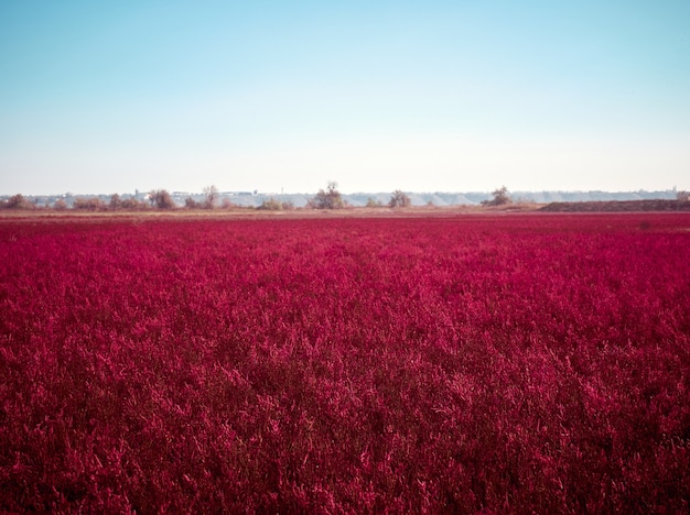 Veld met rode Salicornia europa. Odessa regio, Oekraïne.