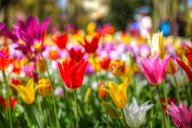 Foto veld met rode tulpen in nederland