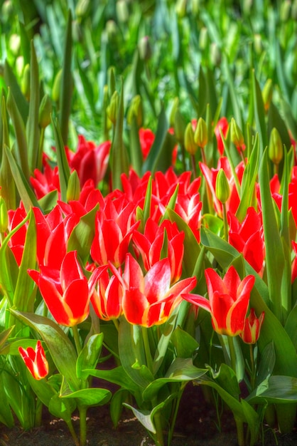 Veld met rode tulpen in Nederland