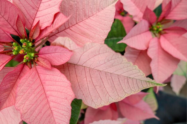 Veld met roze kerststerren in kas te koop foto van Poinsettia-bloemen