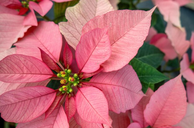 Veld met roze kerststerren in kas te koop foto van Poinsettia-bloemen