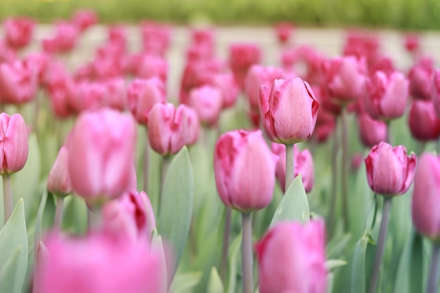 Veld met roze tulpen op een zonnige dag Natuurlijk landschap met lentebloemen Wereldtulpendag