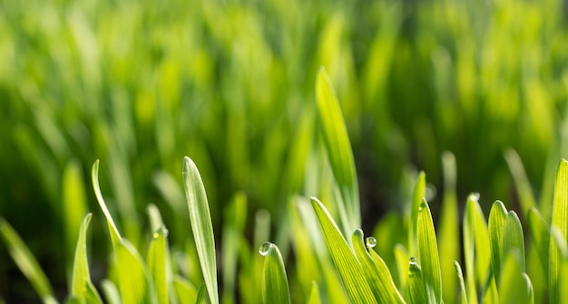 Veld met spruiten van haver in de vroege ochtend Jonge spruiten van tarwe close-up weergave