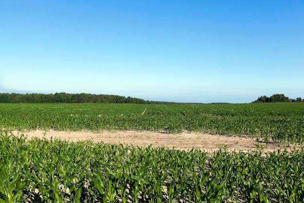 Veld met suikerbieten