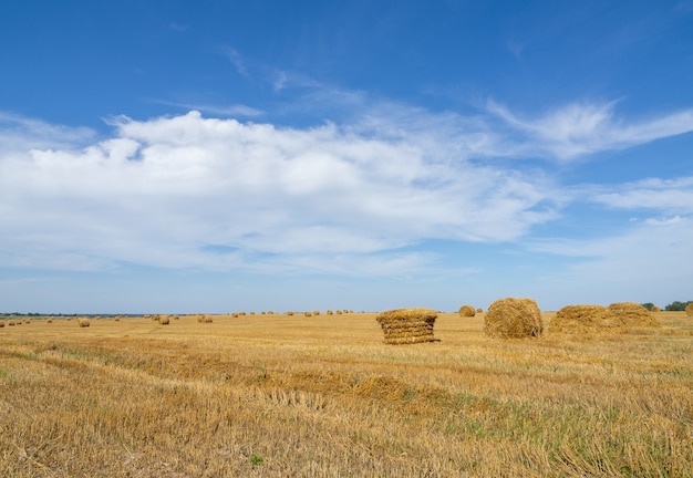 Veld met tarwe, rogge. Boerderij met hooibergen. Oogstseizoen.