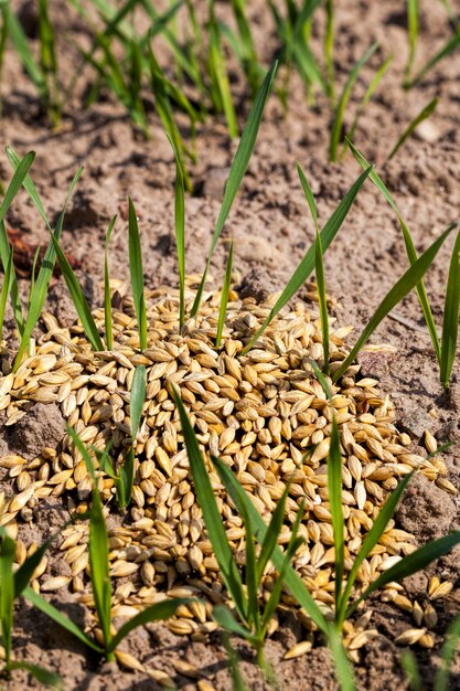 Foto veld met tarwekiemen