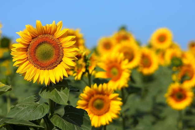 Veld met veel gele zonnebloemen.