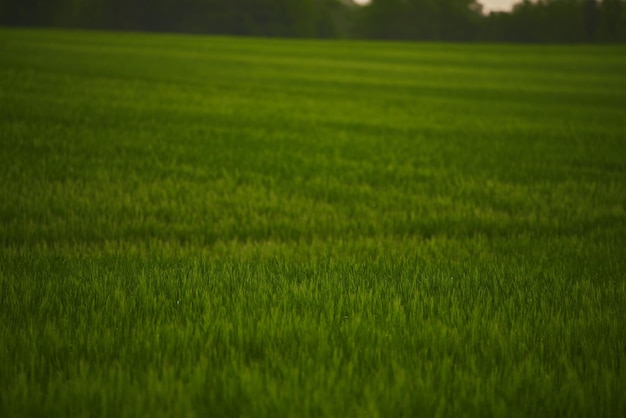 Veld met verse groene gerstgranen Landbouwveld Groene moutgerst op het veld