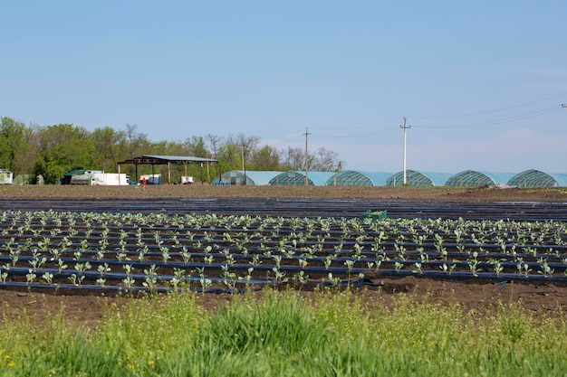 Veld met vroege koolzaailingen in open veld