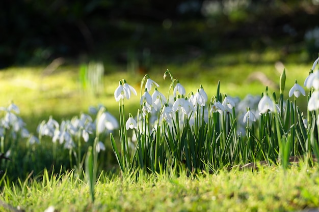 Foto veld met witte sneeuwklokjes. winter.