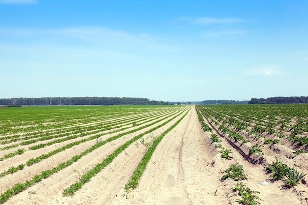 Veld met wortel Agrarisch veld waarop wortelen groeien. groene plantwortelen