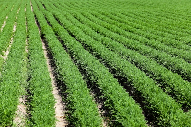 Veld met wortel Landbouwgebied waarop groene jonge wortelen groeien. kleine scherptediepte