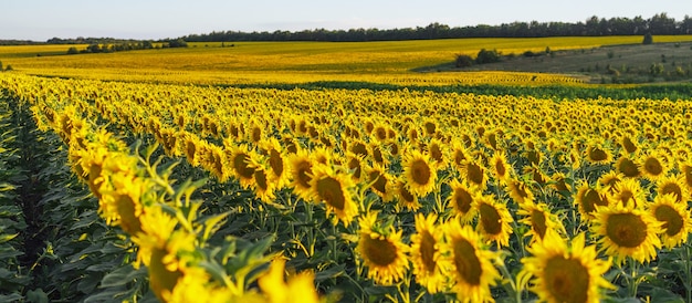 Veld met zonnebloemen. Een eindeloos veld met dezelfde bloemen van een onderboom, een zomers landschap. Oogsten concept. Panoramisch uitzicht, banner.