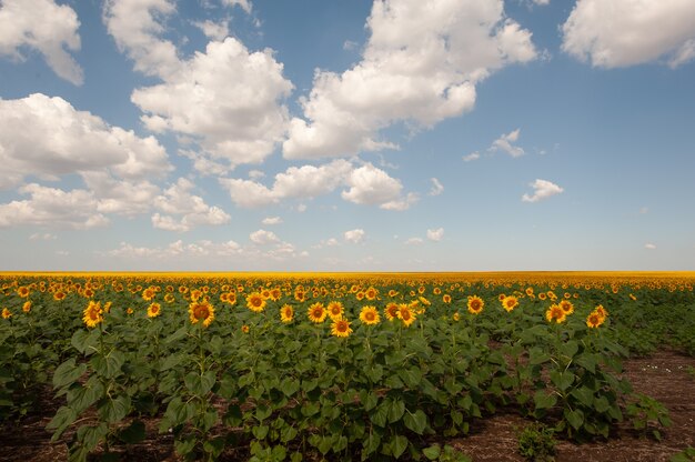 Veld met zonnebloemen en blauwe zonhemel.