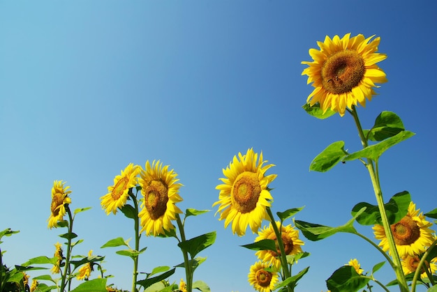 Veld met zonnebloemen en blauwe zonnehemel