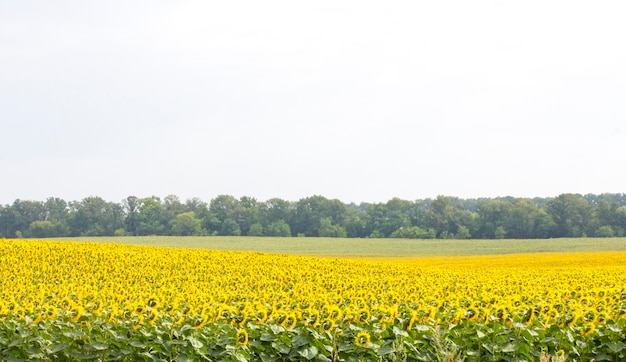 Veld met zonnebloemen en tarwe. Zomer veld