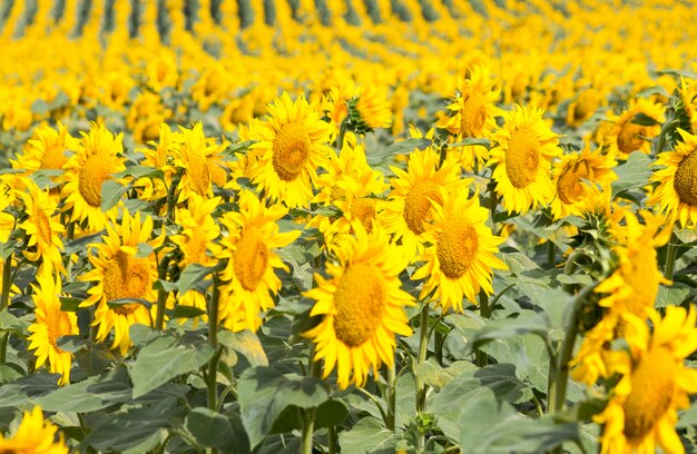 Veld met zonnebloemen en tarwe. Zomer veld