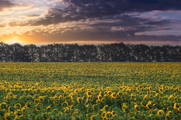 Veld met zonnebloemen en zonsopgang met wolken Zonnehoeden kijken naar de ochtendzon die achter het bos vandaan komt