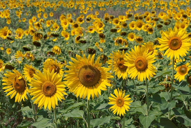 Veld met zonnebloemen (Helianthus annuus) van verschillende mate van rijpheid. Selectieve focus