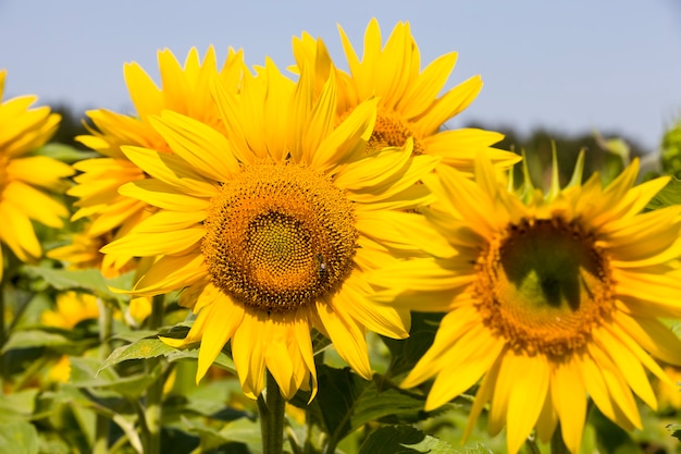 Veld met zonnebloemen in de zomer