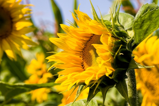 Veld met zonnebloemen in de zomer