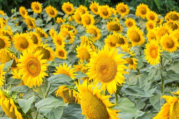 Veld met zonnebloemen. Jonge zonnebloemen