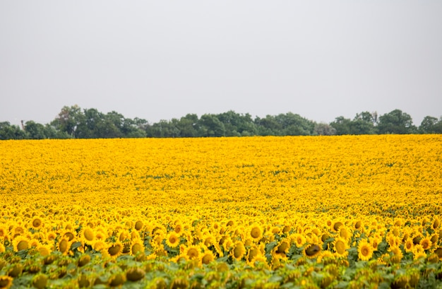 Veld met zonnebloemen. Jonge zonnebloemen